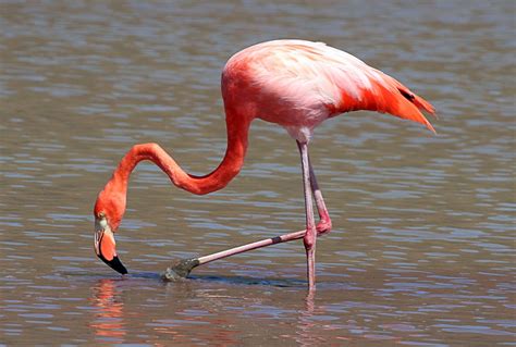 flamenco animal.